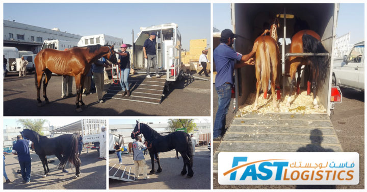 Fast Logistics Kuwait Loaded 12 Horses For Liege Belgium