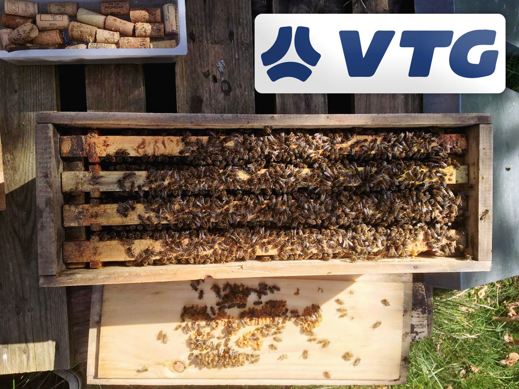 Since the End of 2019 VTG has Been the Proud Sponsor of Four Bee Colonies with Around 200,000 Bees in Total